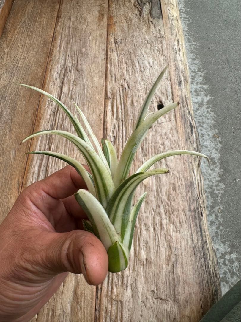 Tillandsia ‘Deborah Ann’（デボラアン）