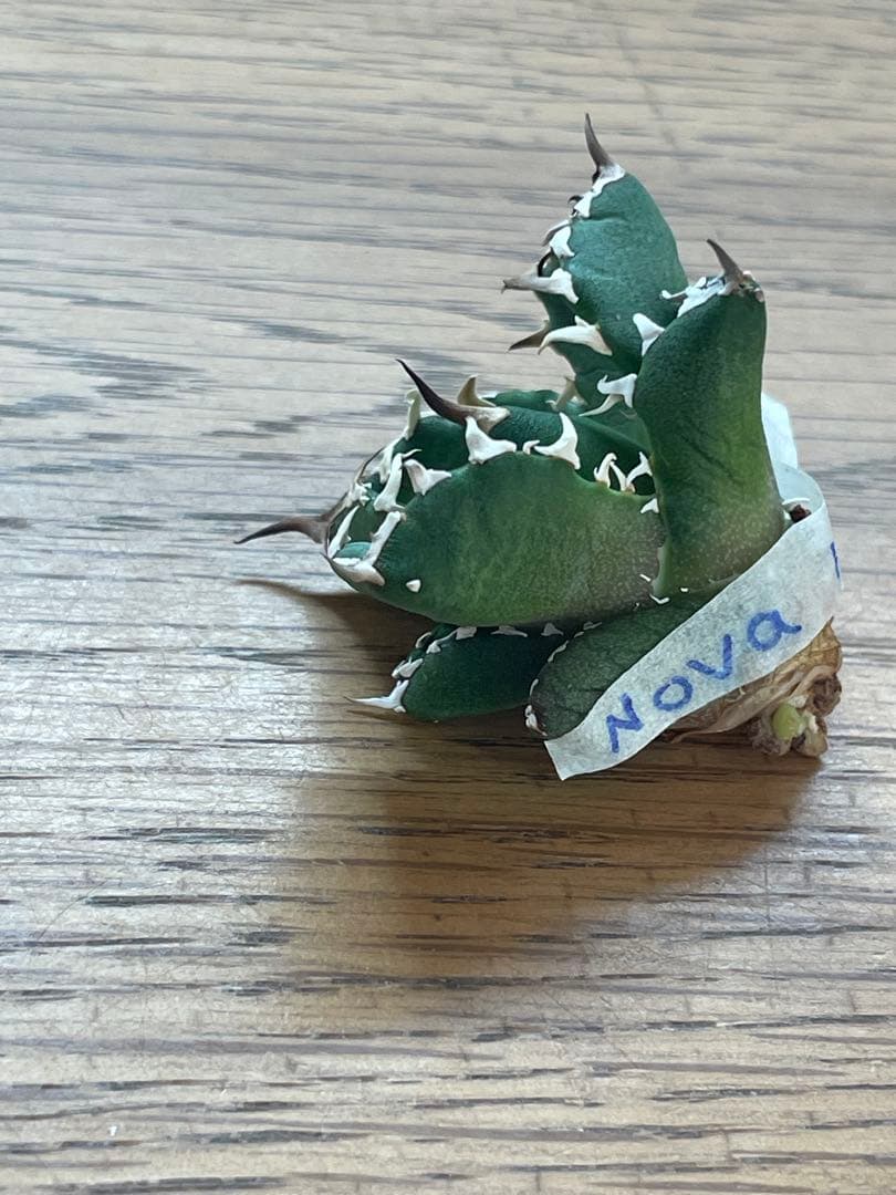 【REZA産】イラン株　選抜　アガベ　　NOVA ノヴァ　天芽　12月便