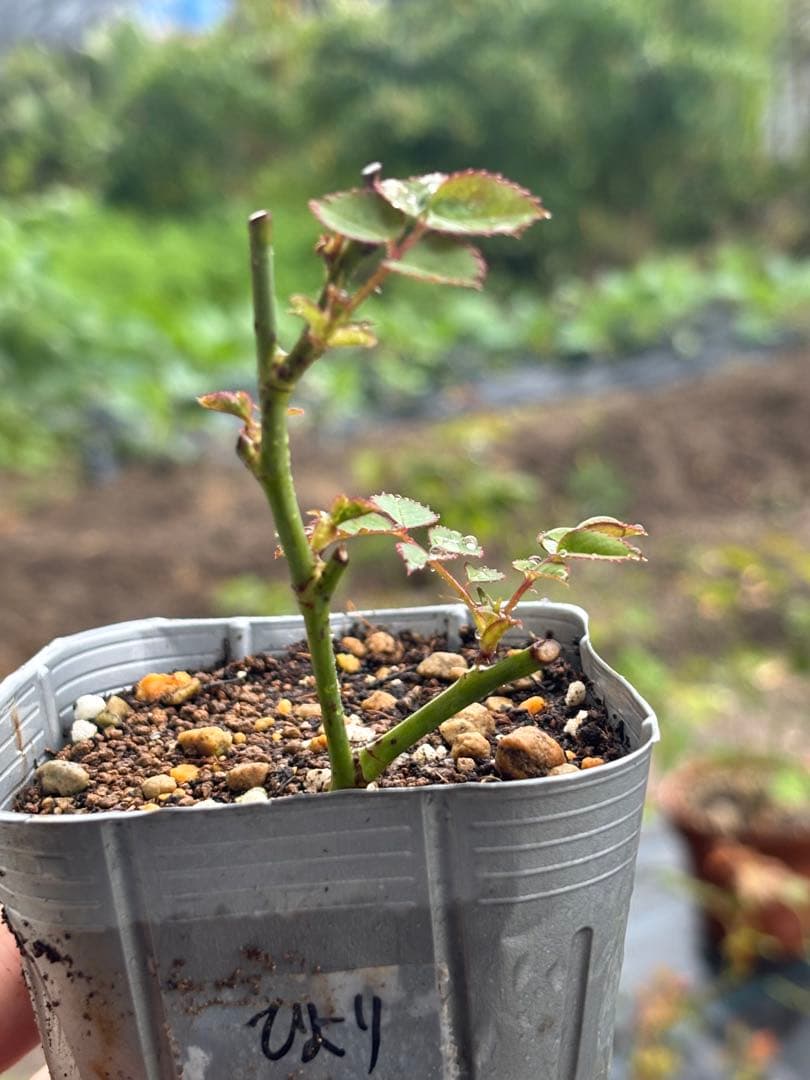 5苗　専用　和バラ　バラ苗