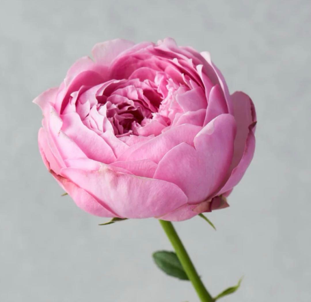 5苗　専用　和バラ　バラ苗