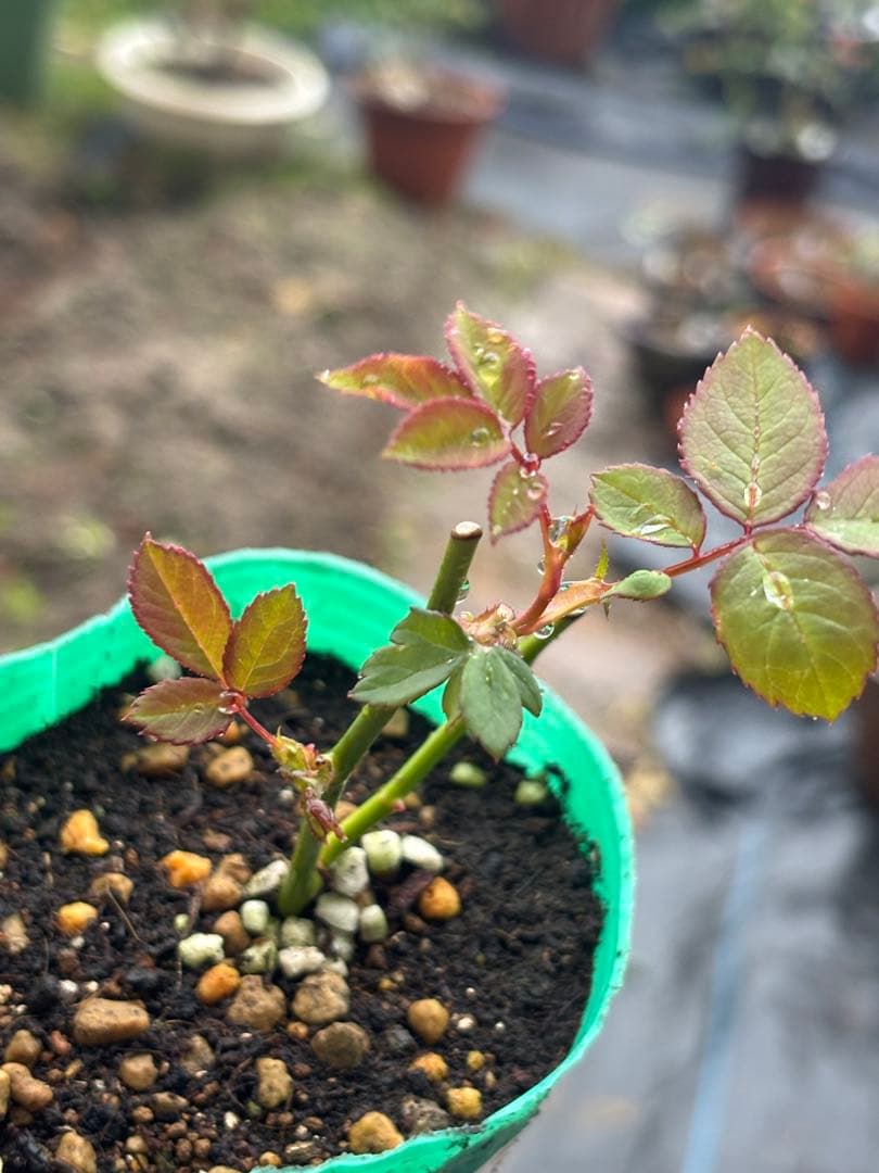 5苗　専用　和バラ　バラ苗
