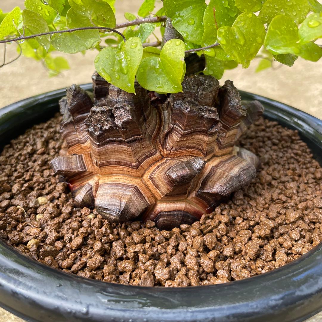 亀甲竜　7号鉢　希少　塊根植物