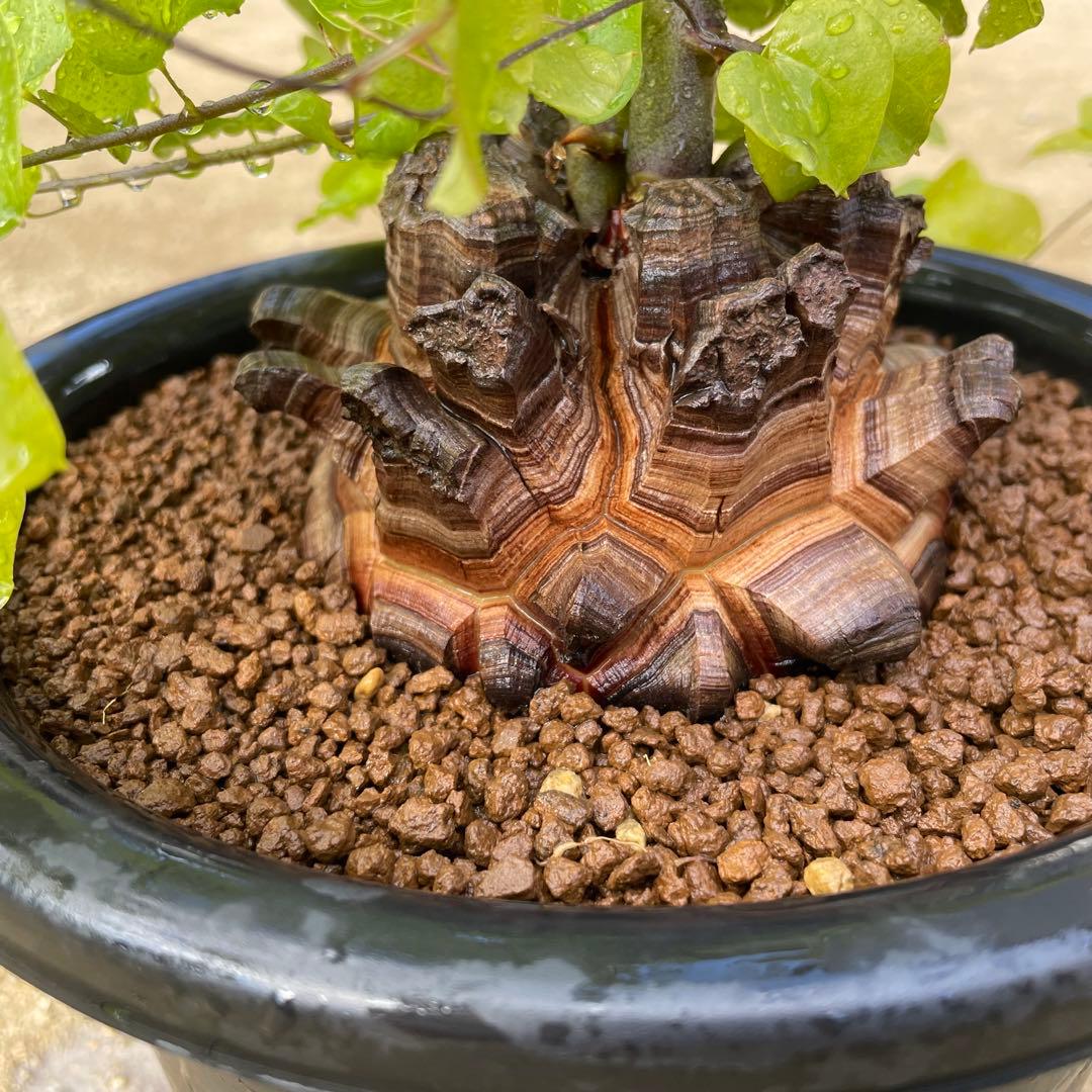 亀甲竜　7号鉢　希少　塊根植物