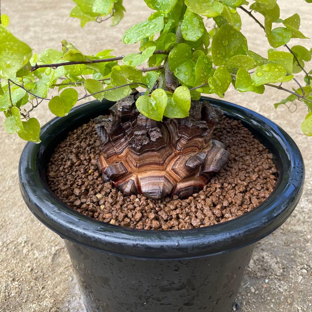 亀甲竜　7号鉢　希少　塊根植物