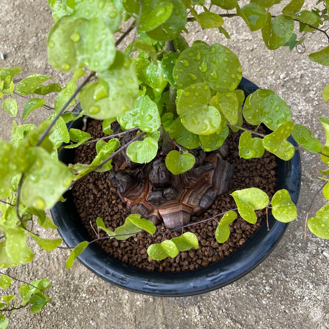 亀甲竜　7号鉢　希少　塊根植物