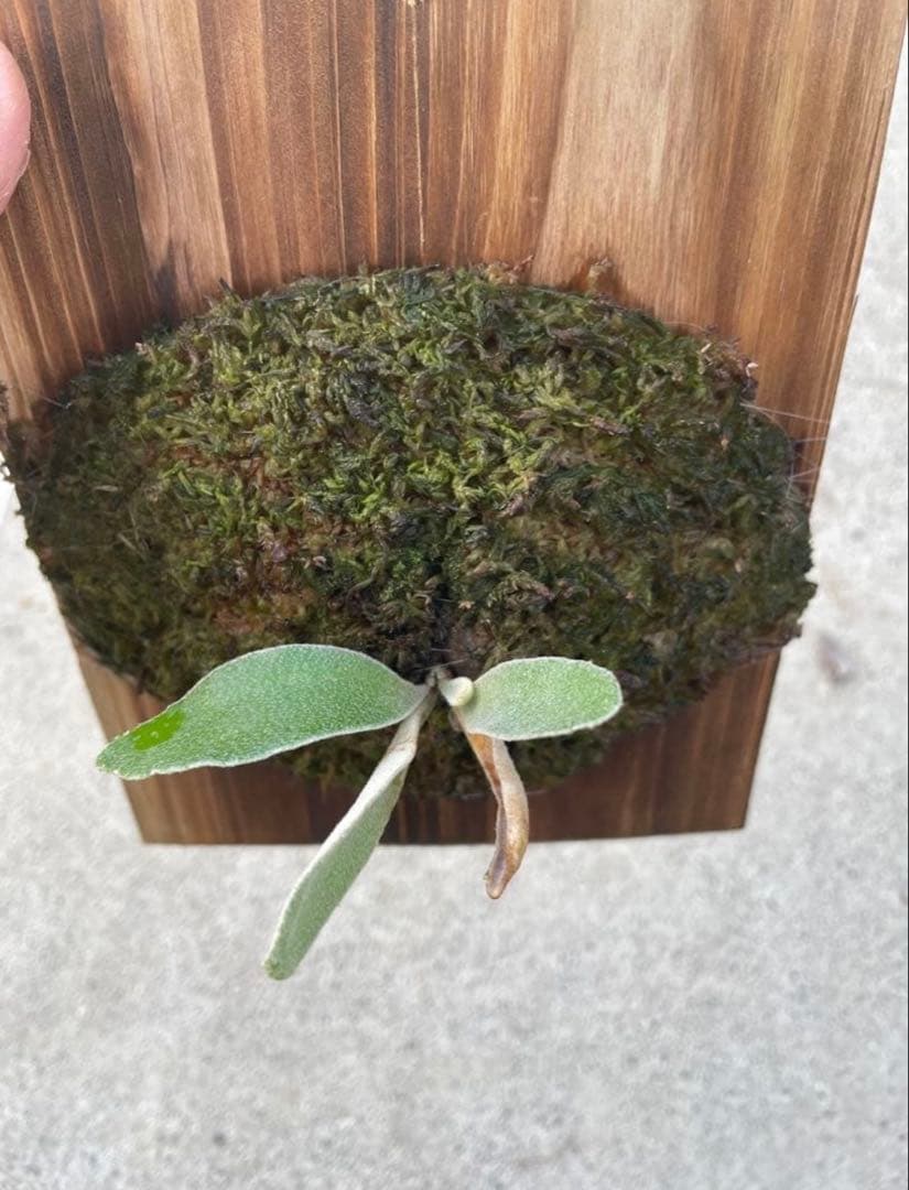 とし　ビカクシダ　veitchii wild Australia子株他2株