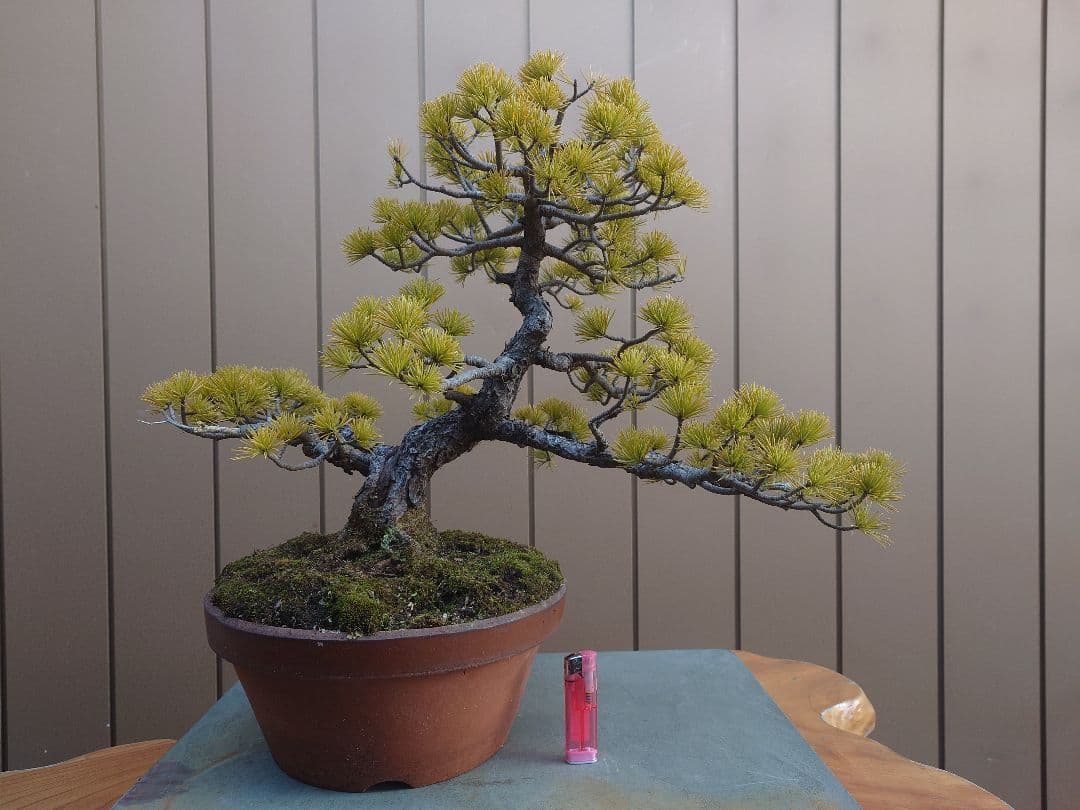 盆栽　五葉松　樹高38cm