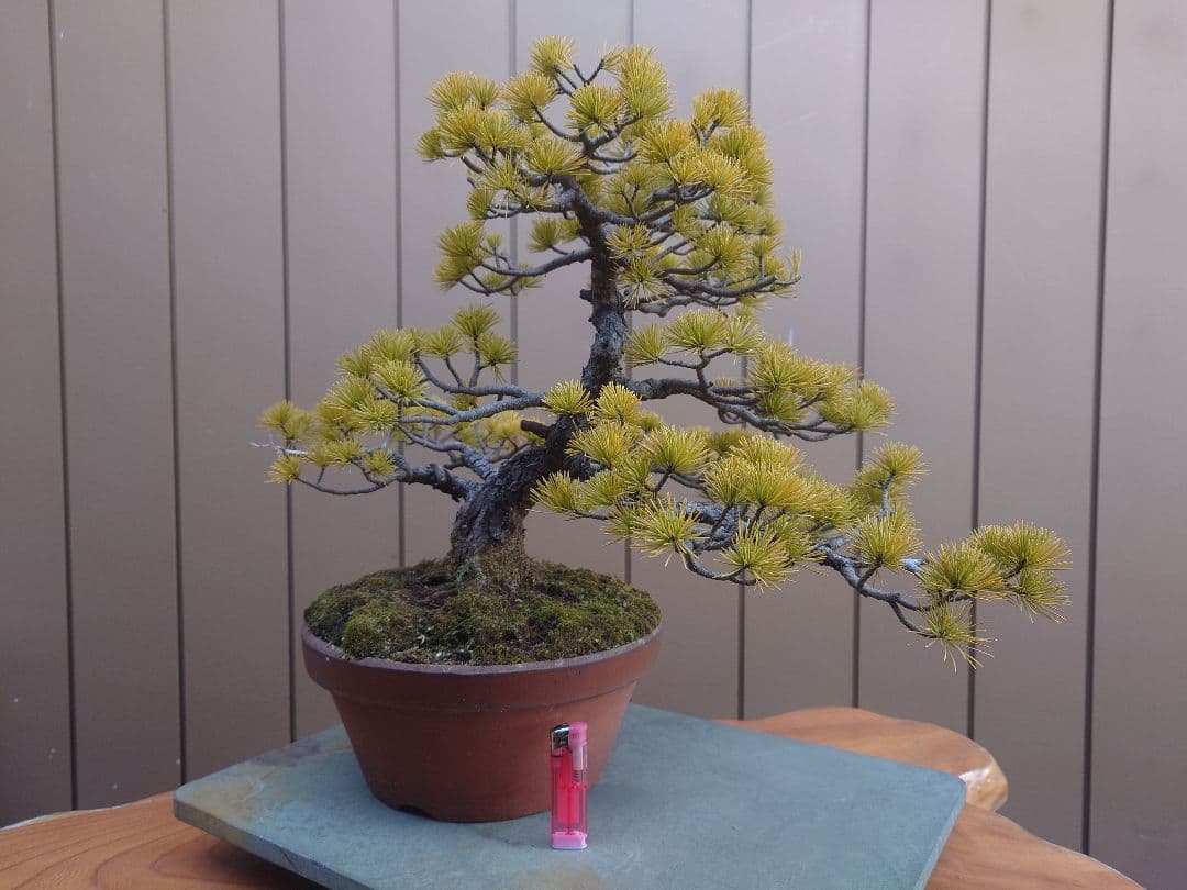 盆栽　五葉松　樹高38cm