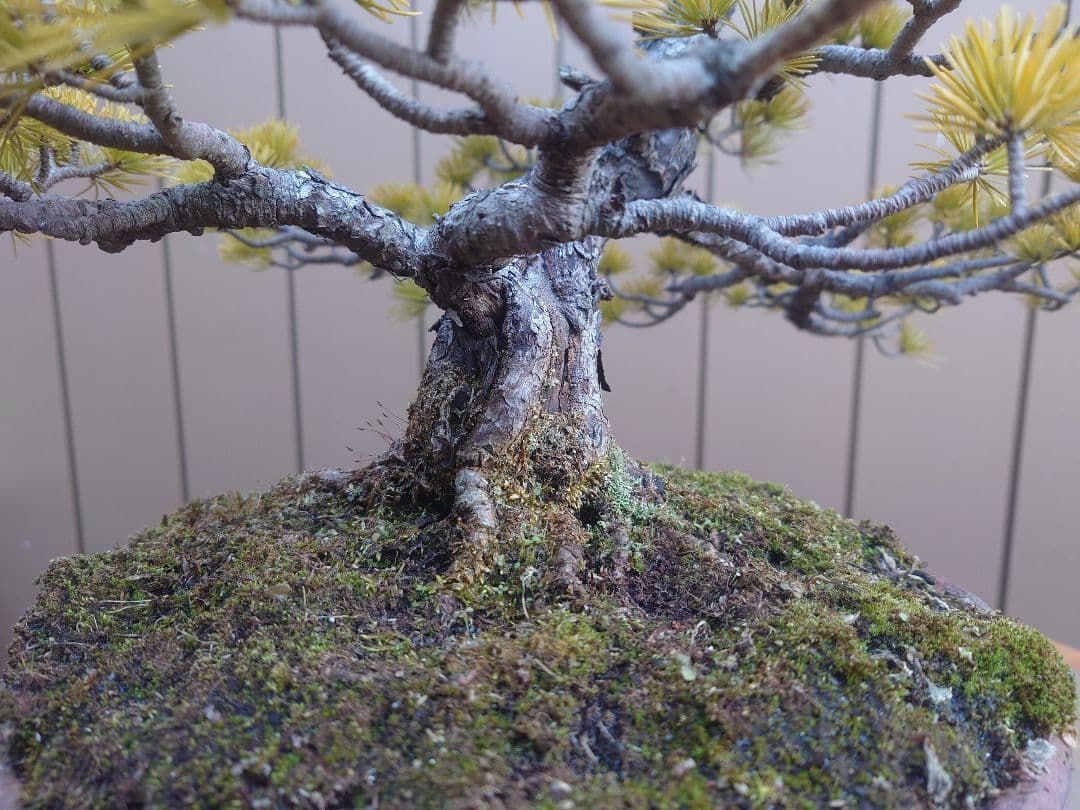 盆栽　五葉松　樹高38cm