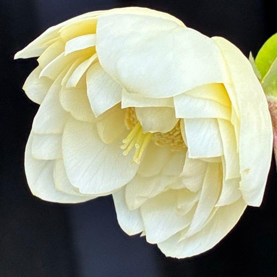 オ*ン様 3440☘️花、タグ付☘️かぐや姫⭐️爽やか強香⭐️コロコロ⭐️加藤農