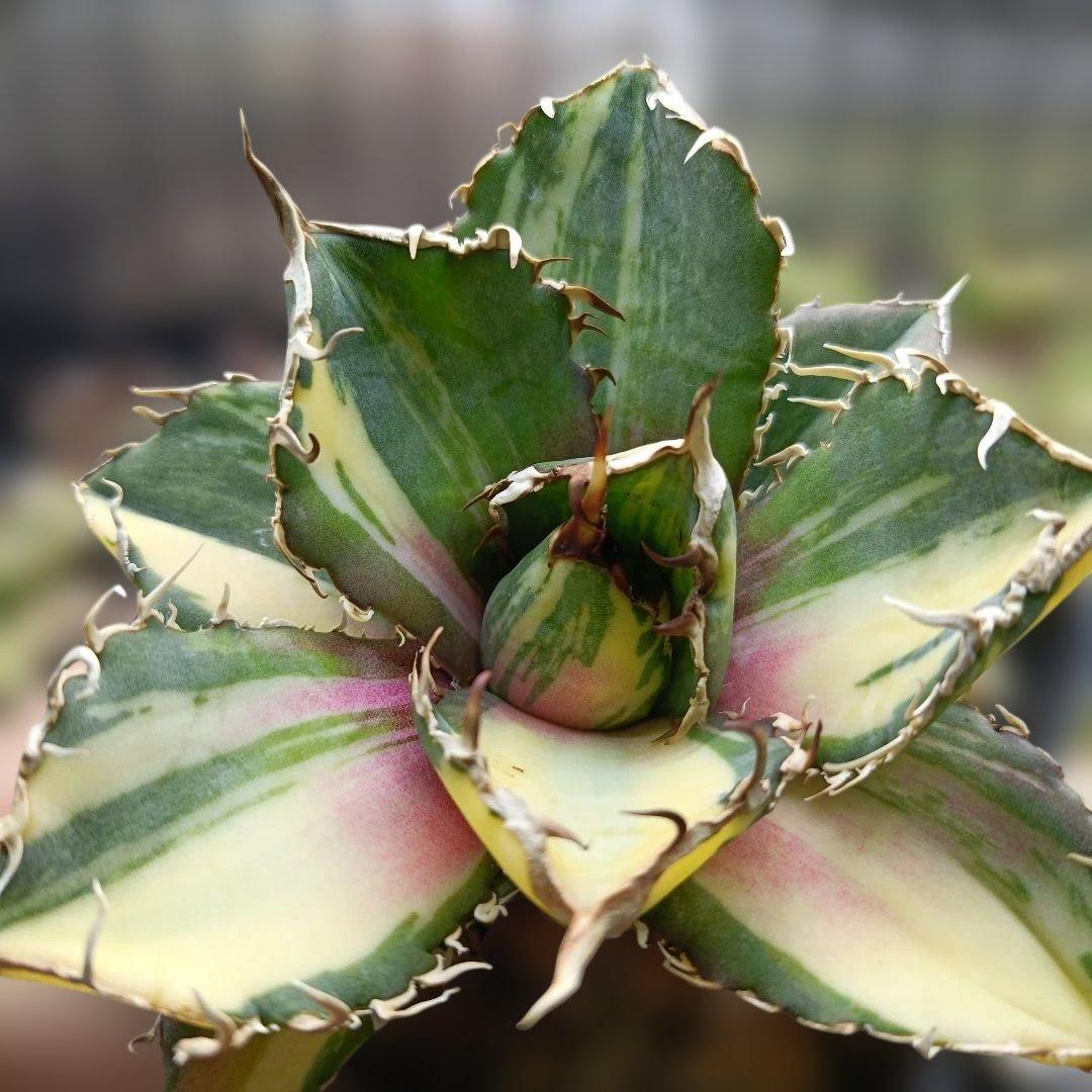 アガベ　チタノタ　白鯨　白鯨錦　縞斑　乱れ斑