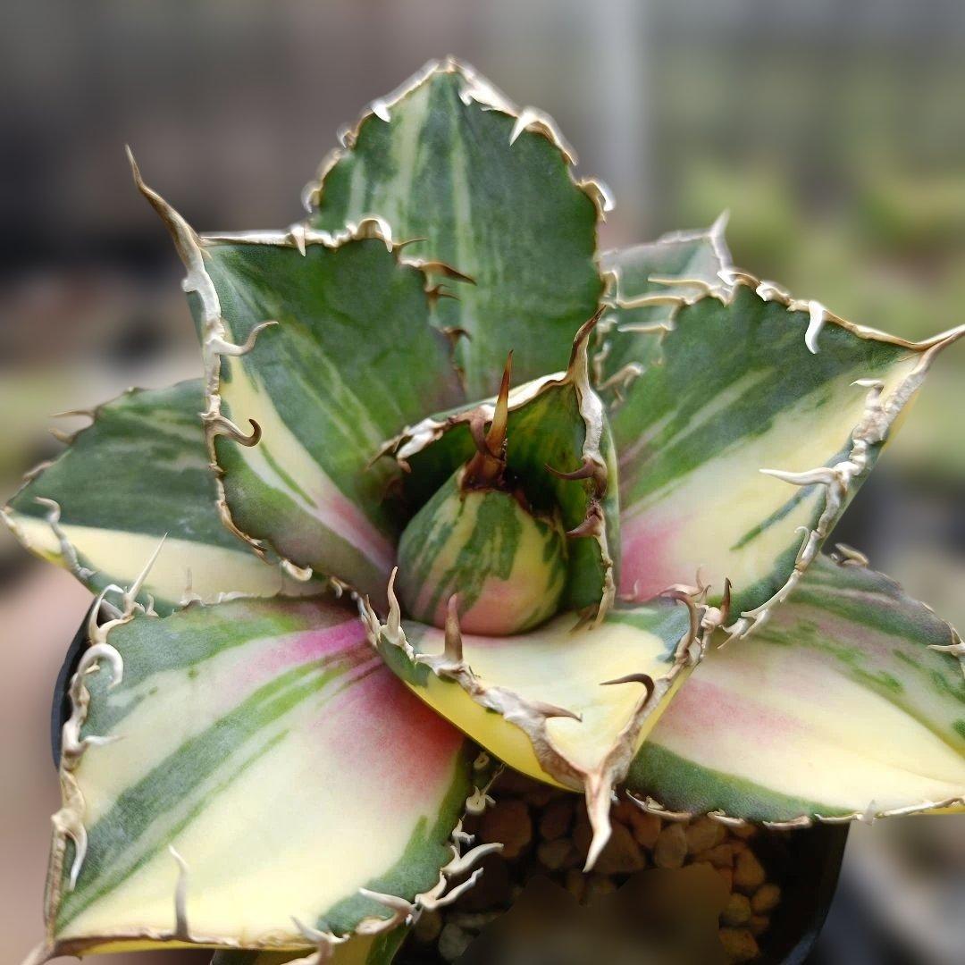 アガベ　チタノタ　白鯨　白鯨錦　縞斑　乱れ斑