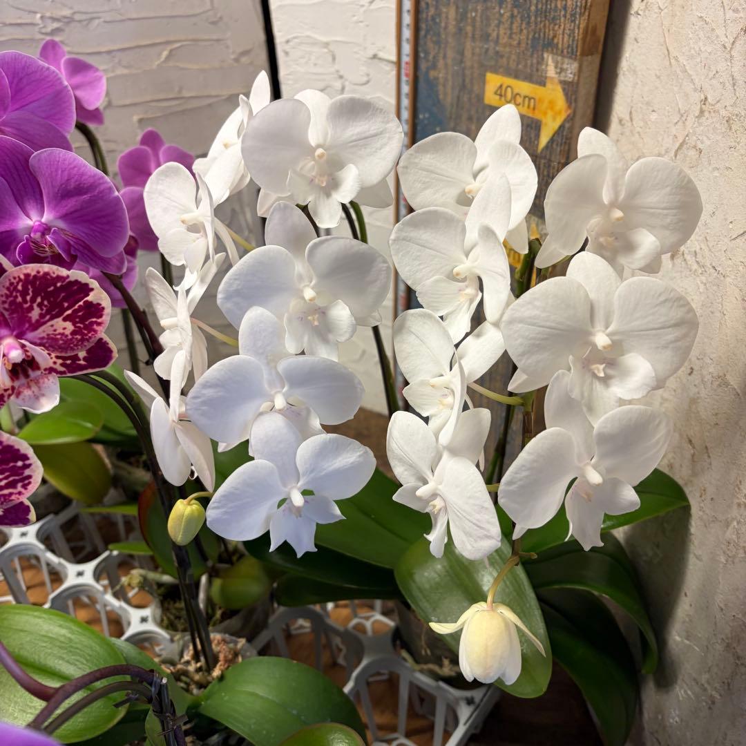 胡蝶蘭　8ポット ファレノプシス