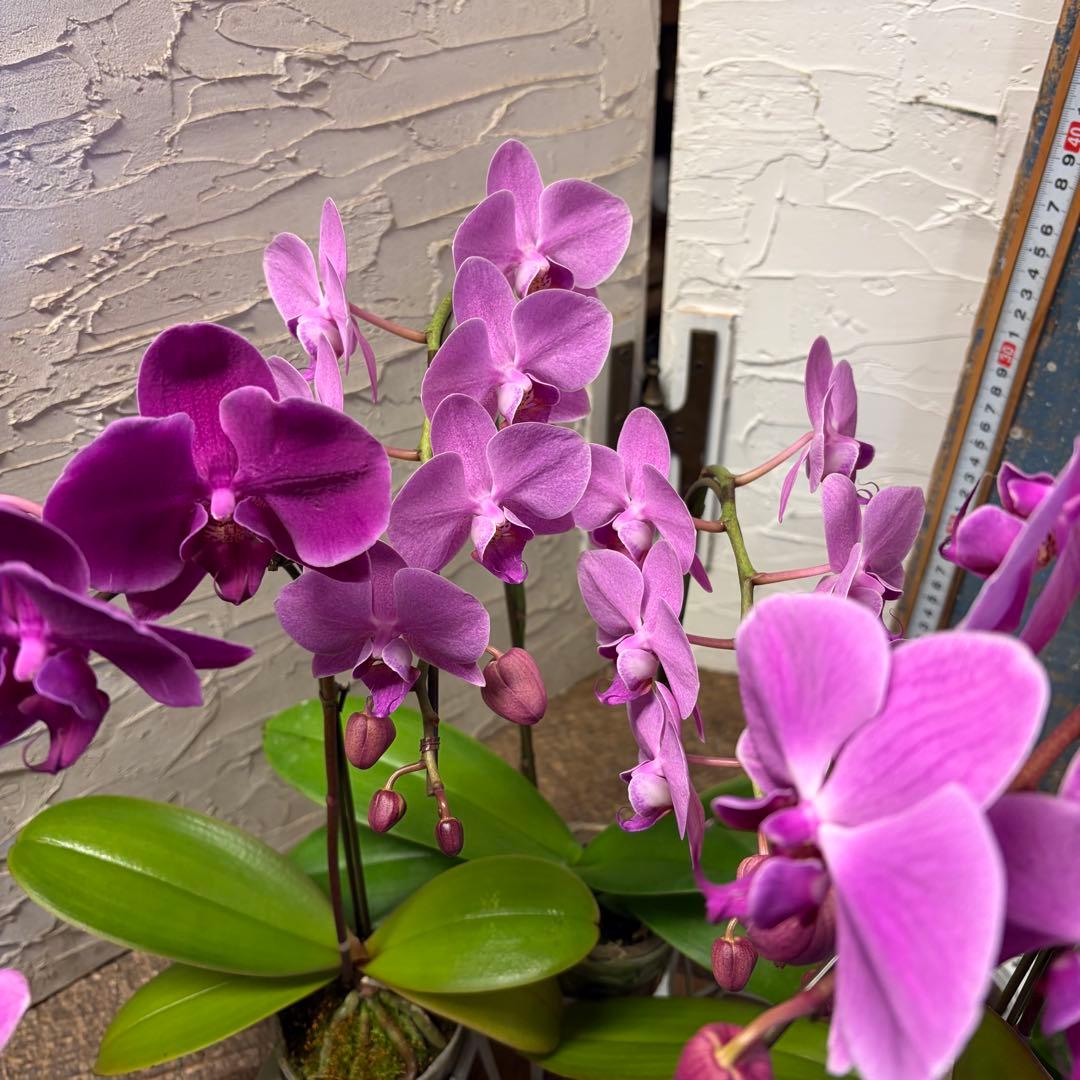 胡蝶蘭　8ポット ファレノプシス