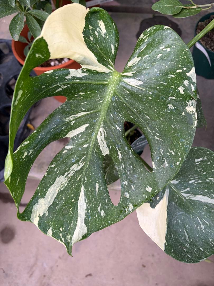 モンステラ・タイコンステレーション/ミューテーション（カップケーキ）