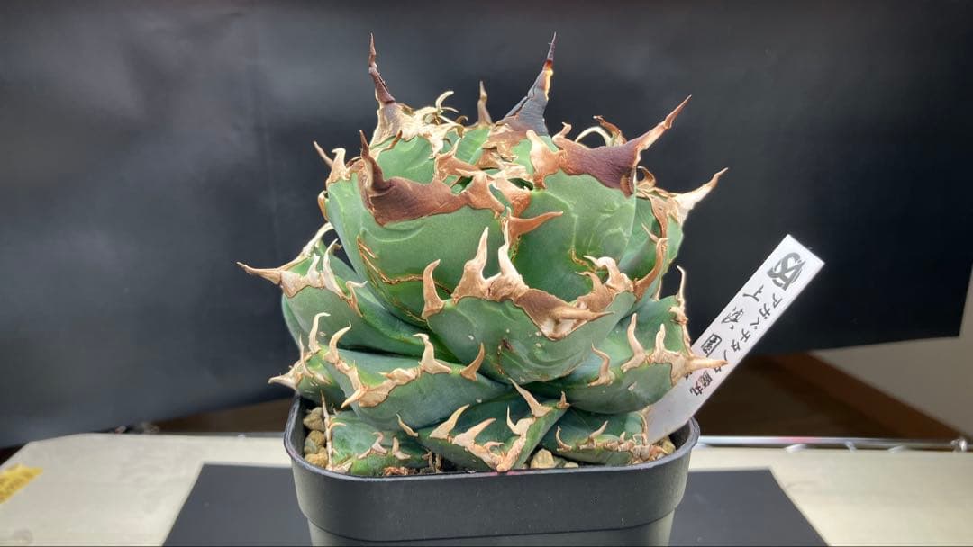 アガべチタノタ 魔丸【上澳園芸】子株付【ボール型・極太幅広短葉・極太鋸歯】