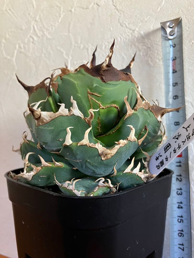 アガべチタノタ 魔丸【上澳園芸】子株付【ボール型・極太幅広短葉・極太鋸歯】