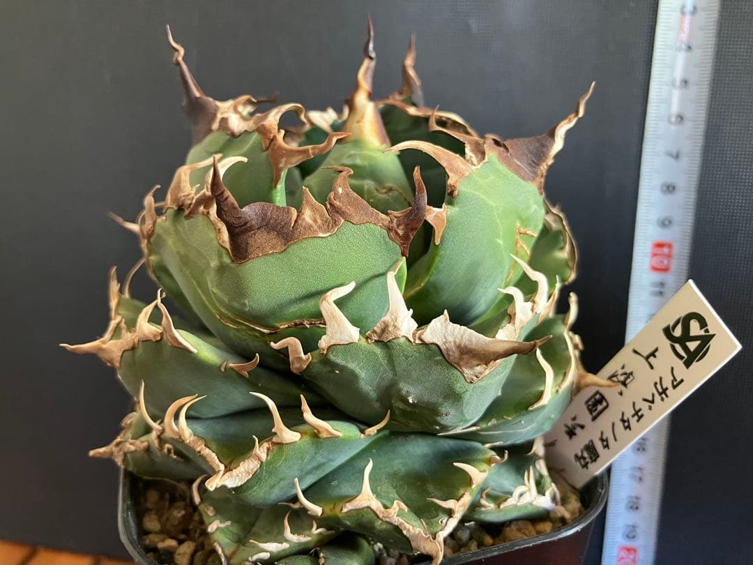 アガべチタノタ 魔丸【上澳園芸】子株付【ボール型・極太幅広短葉・極太鋸歯】