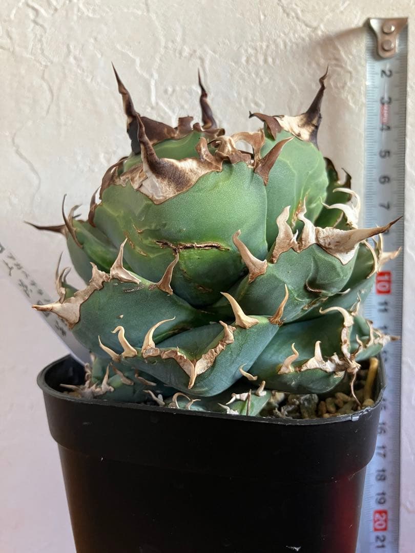 アガべチタノタ 魔丸【上澳園芸】子株付【ボール型・極太幅広短葉・極太鋸歯】