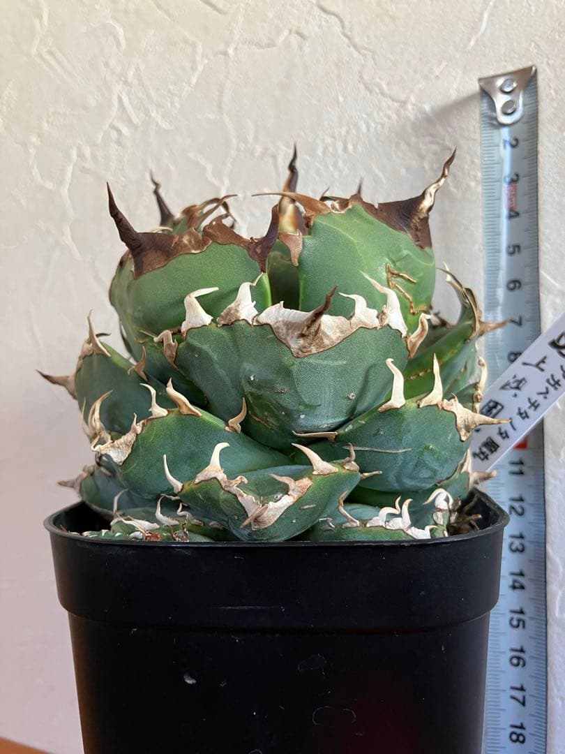 アガべチタノタ 魔丸【上澳園芸】子株付【ボール型・極太幅広短葉・極太鋸歯】