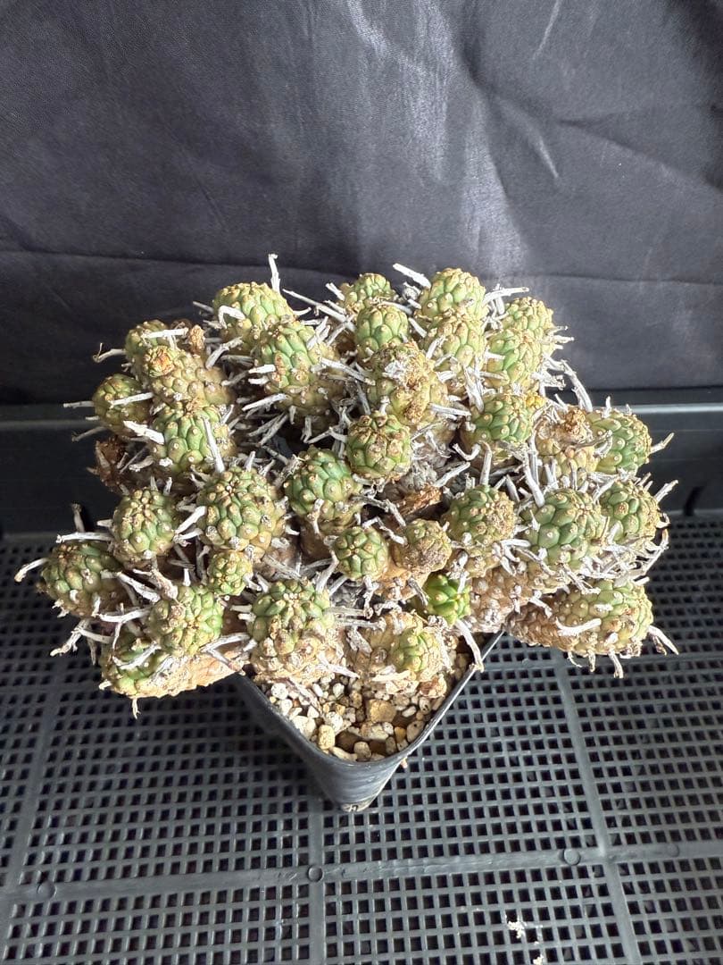 ③ユーフォルビア　ルディス