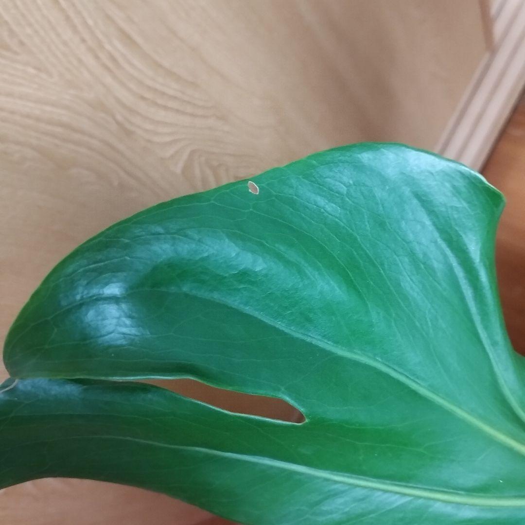 モンステラ 観葉植物 大きな葉 8号鉢 鉢ごと発送