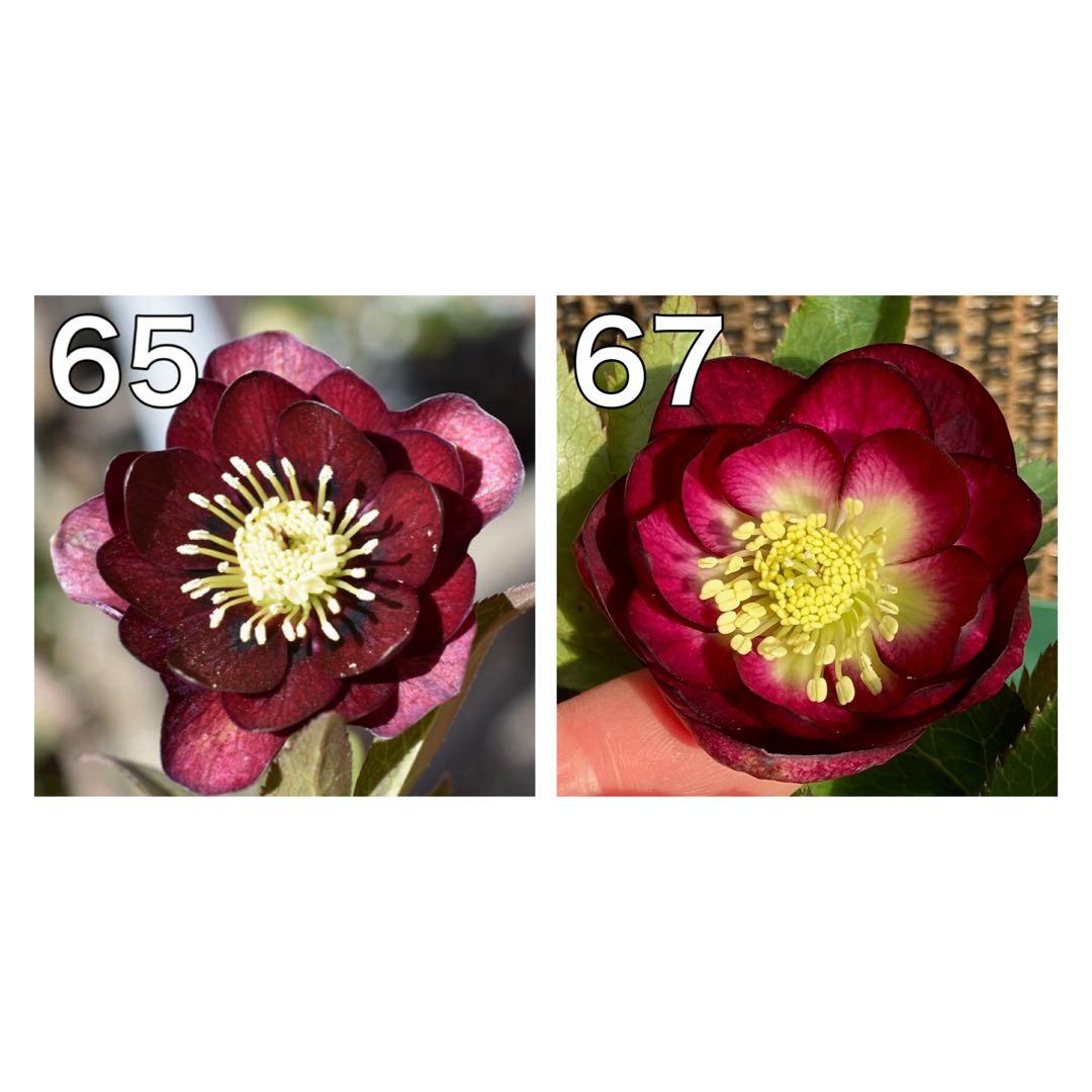 キラメキ⭐︎マロンレッド×グロッシーカラー（小輪カップ咲）★クリスマスローズ苗