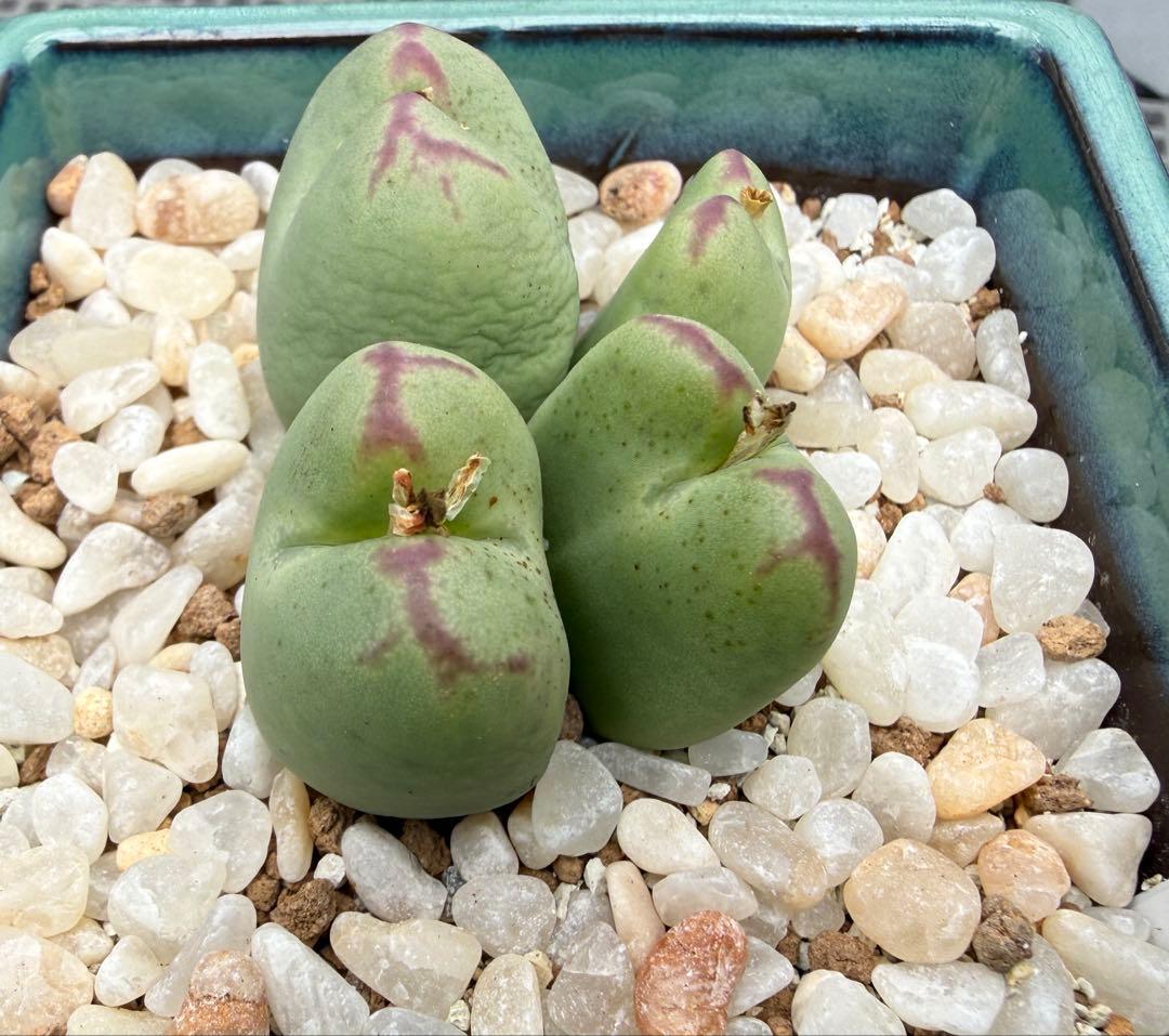 多肉植物 コノフィツム 桃割娘 四頭