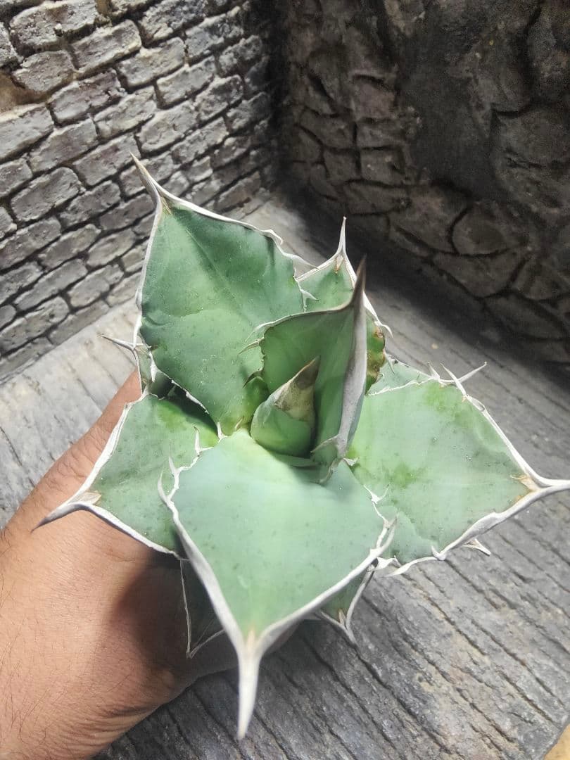 アガベ　チタノタ　実生　選抜　超強刺！！ハウス育成株