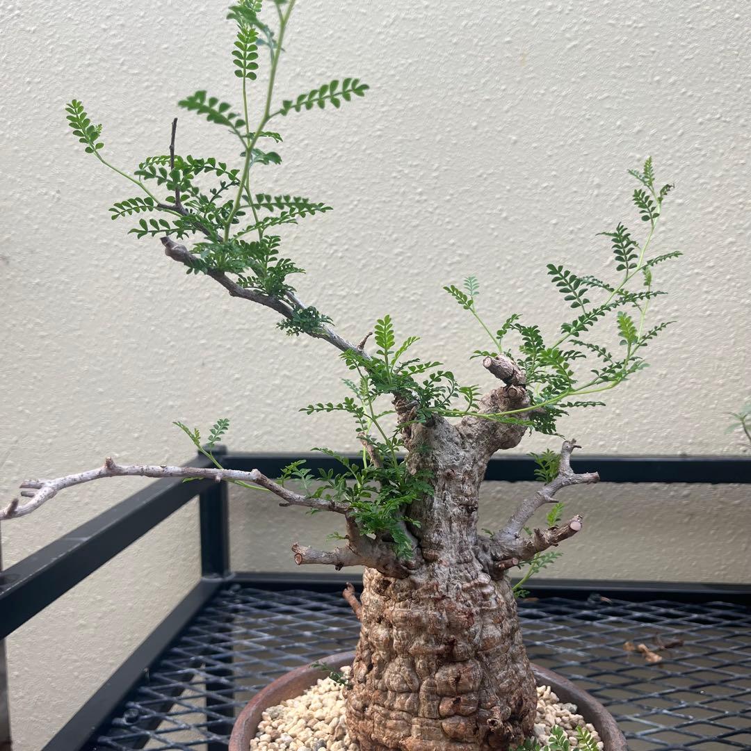 オペルクリカリア パキプス 現地球　発根済み　 シーサ鉢