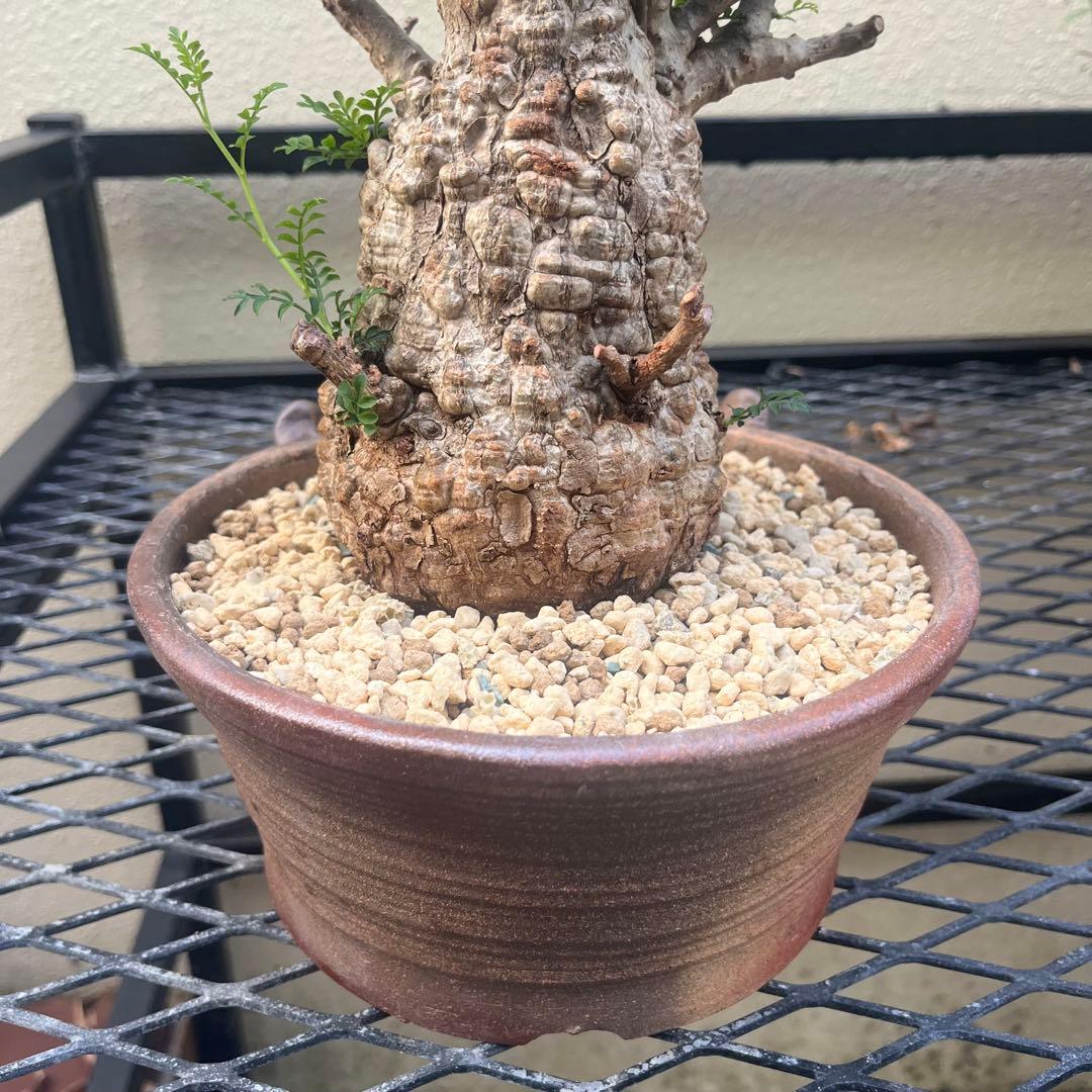 オペルクリカリア パキプス 現地球　発根済み　 シーサ鉢