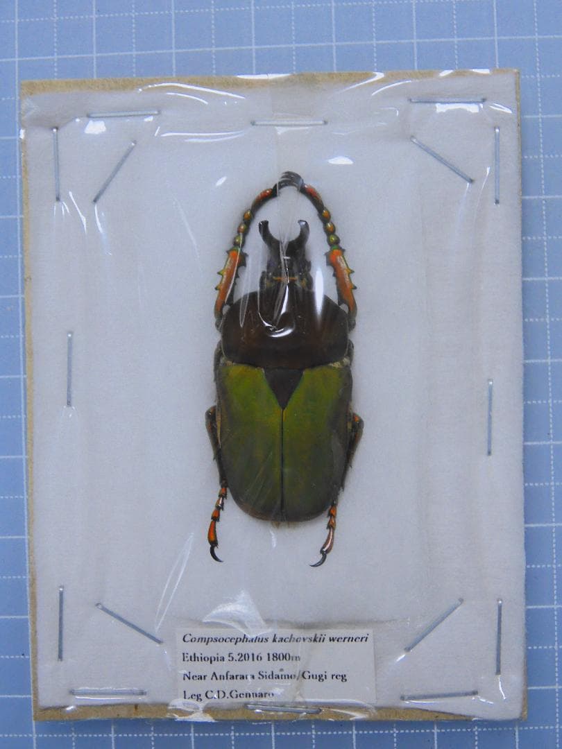 標本 Ethioia Compsocephalus k.werneri 35mm