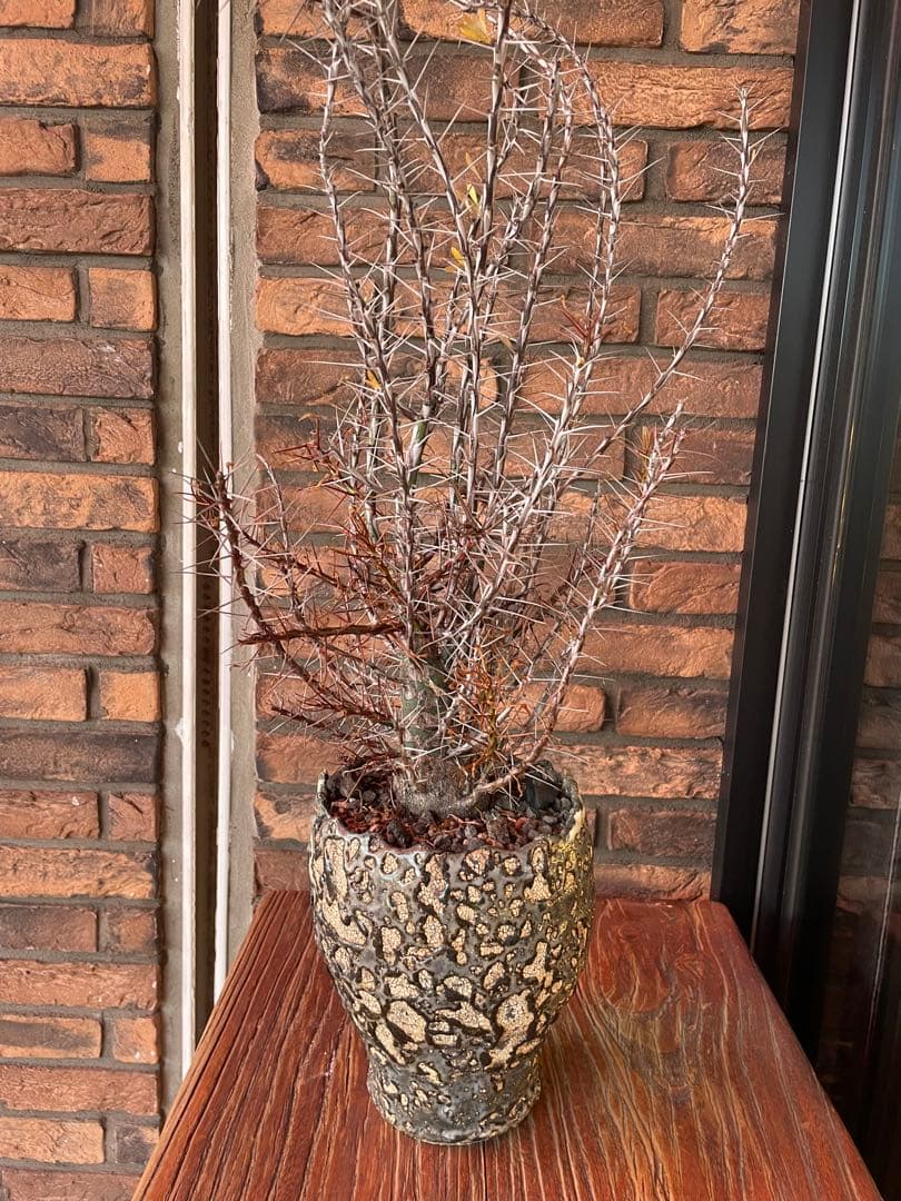 フォークイエリア　プルプシー　阪本健