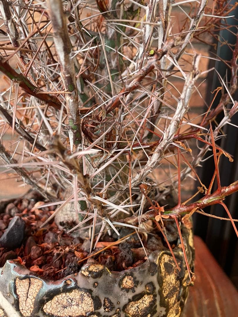 フォークイエリア　プルプシー　阪本健