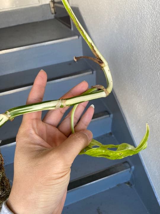 マドカズラ斑入り30節　新芽いっぱい