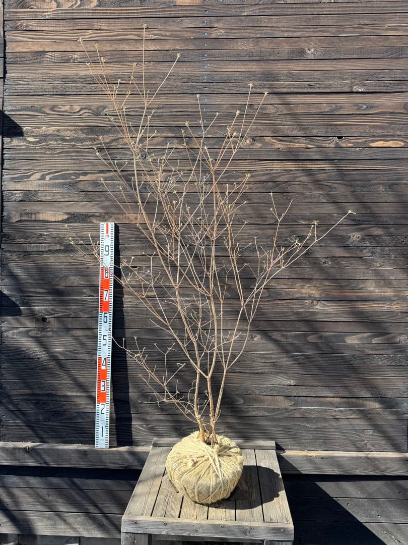 山採り/バイカツツジ【現品発送】管理80053