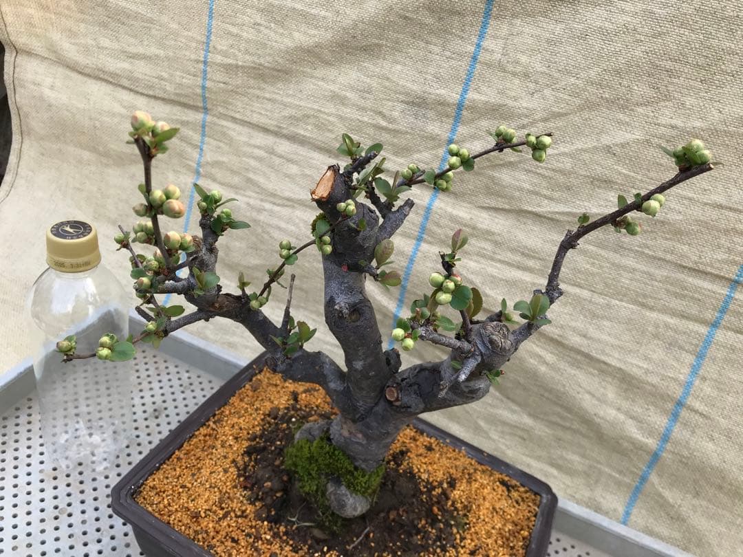 木瓜(ボケ)・放春花　日月星　角鉢(咲分け保証品)②