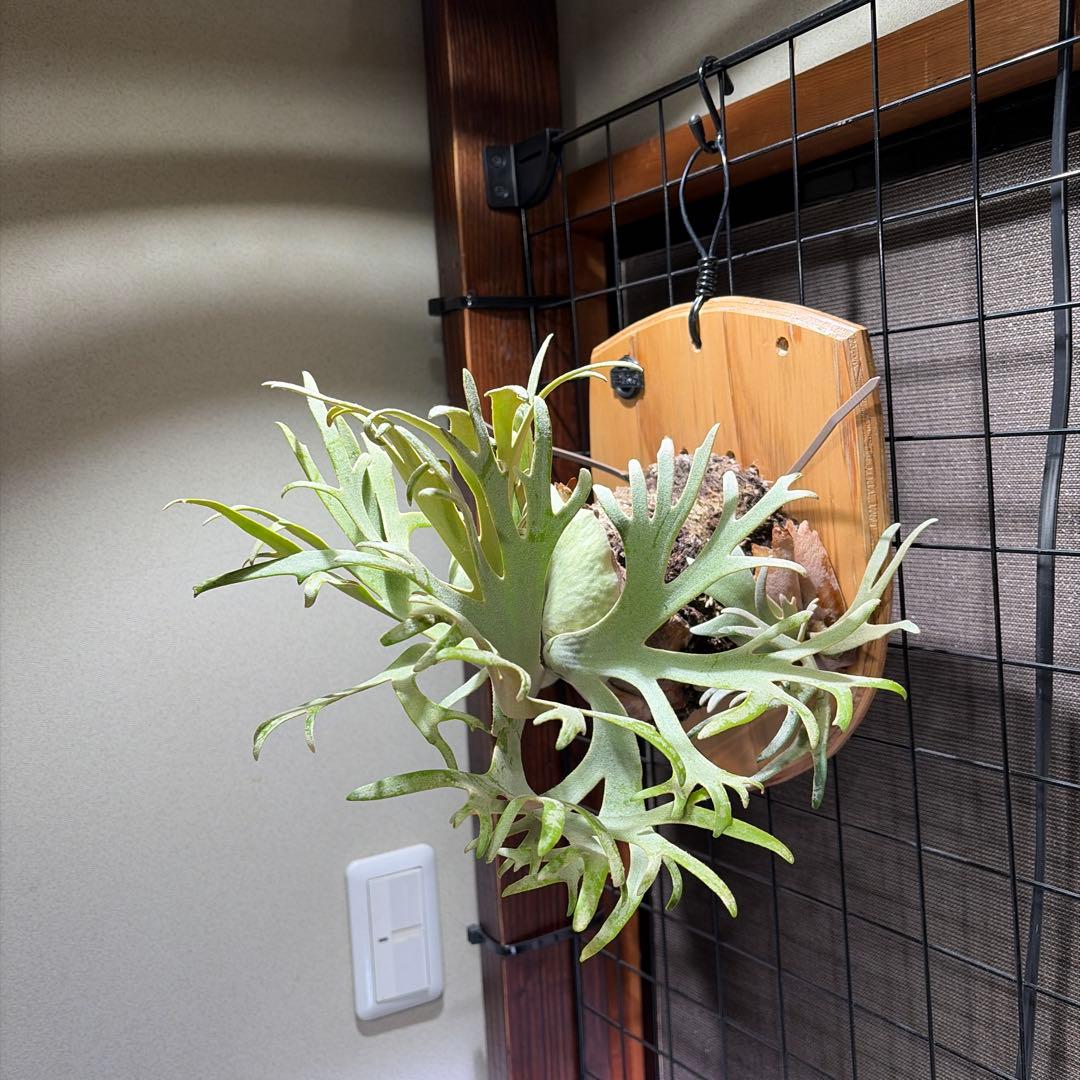 ビカクシダ ジェイドガール