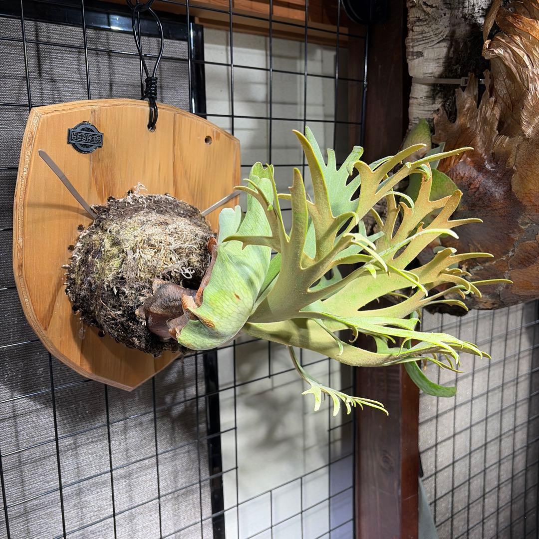 ビカクシダ ジェイドガール