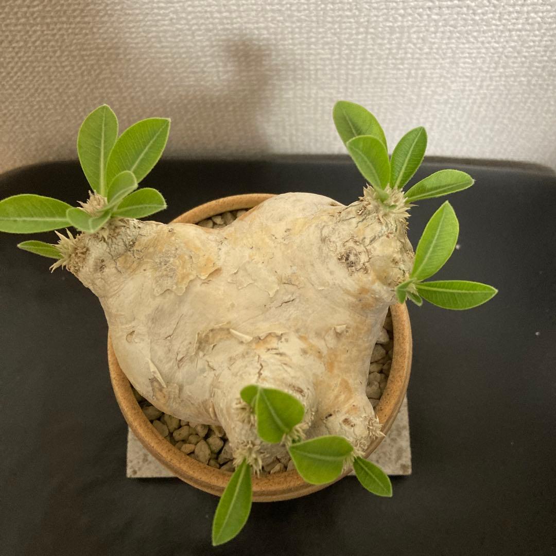 秋の値下げ❕パキポディウム　ブレビカウレ　恵比寿笑　鉢付き