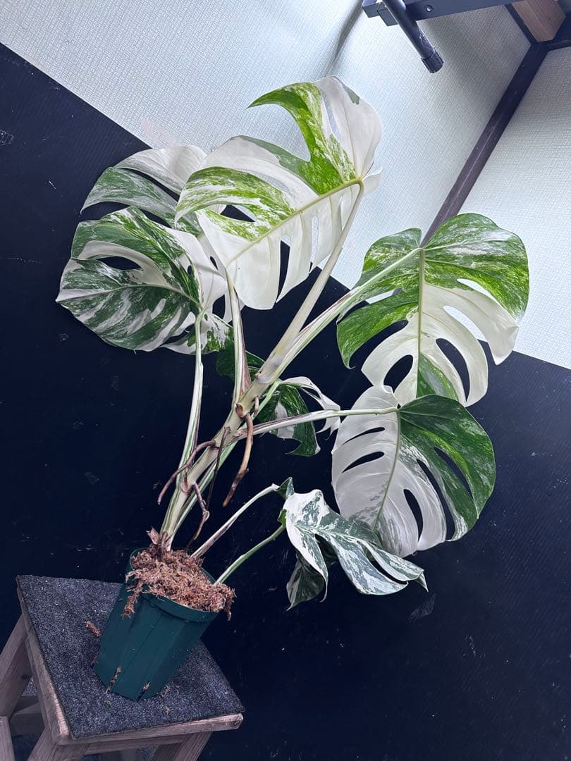 斑入りモンステラ ホワイトタイガー極美大株76cm白斑多