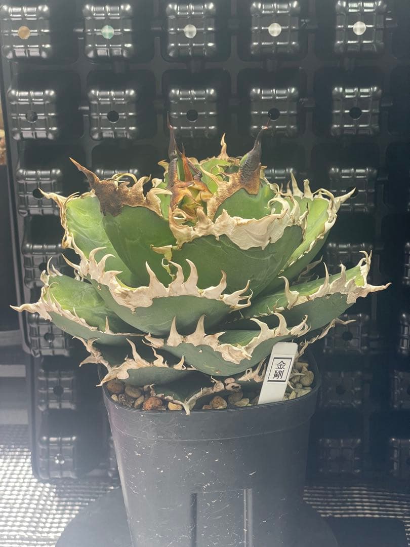 アガベ チタノタ 金剛 キングコング