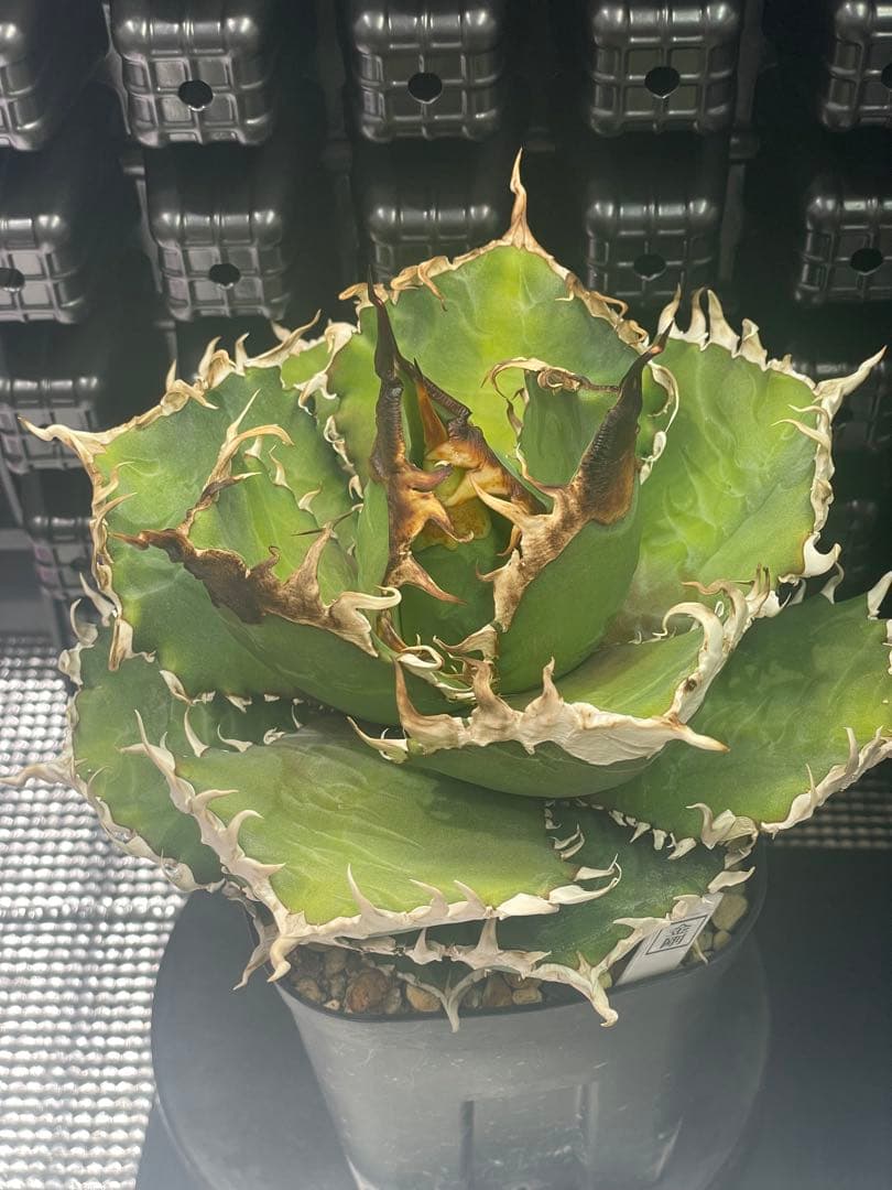 アガベ チタノタ 金剛 キングコング