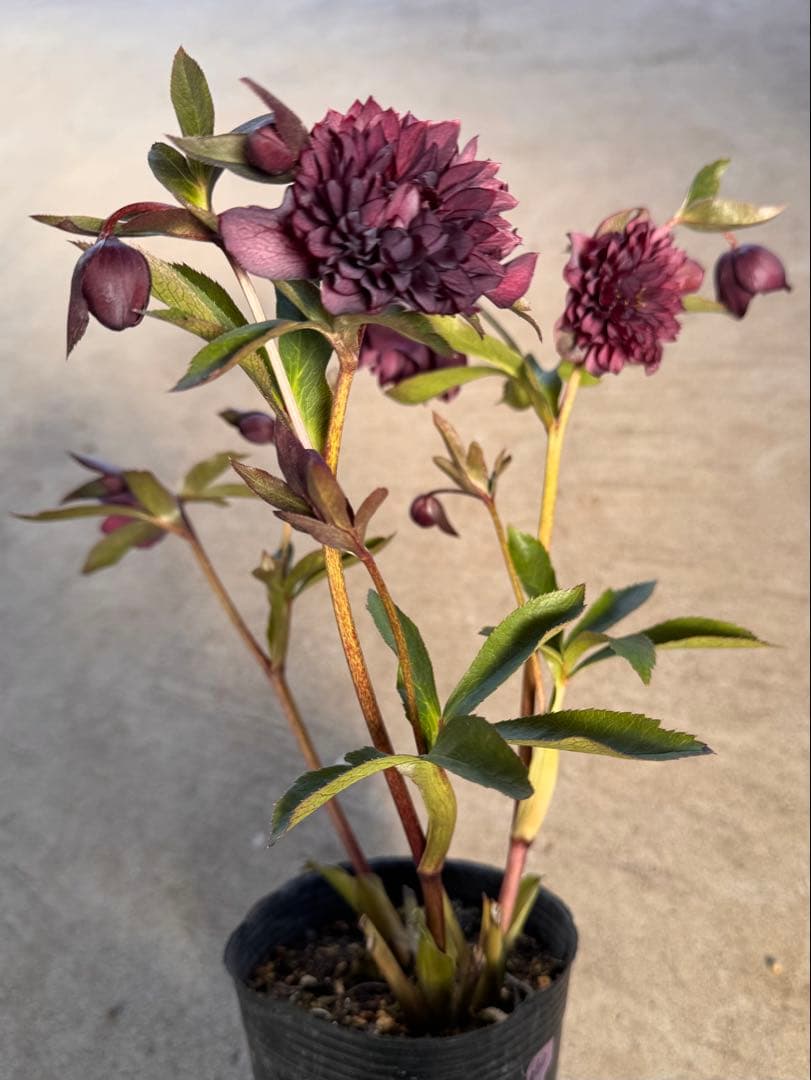 060 クリスマスローズ　開花株