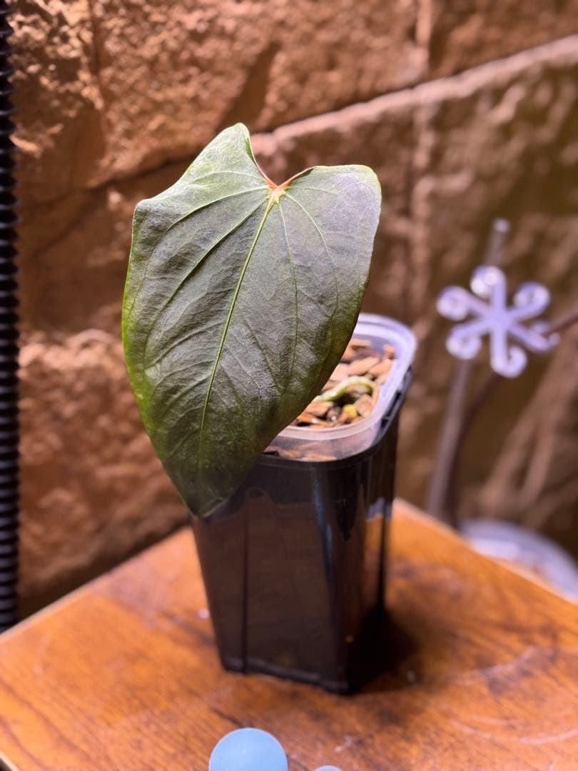 アンスリウム　DarkestPanama x RLFS Soul Reaper