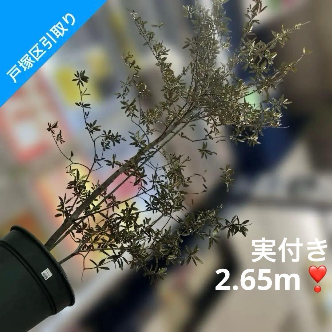 6328【戸塚区引取り、地域限定配送】実付き☆2.65m オリーブアルベキーナ？