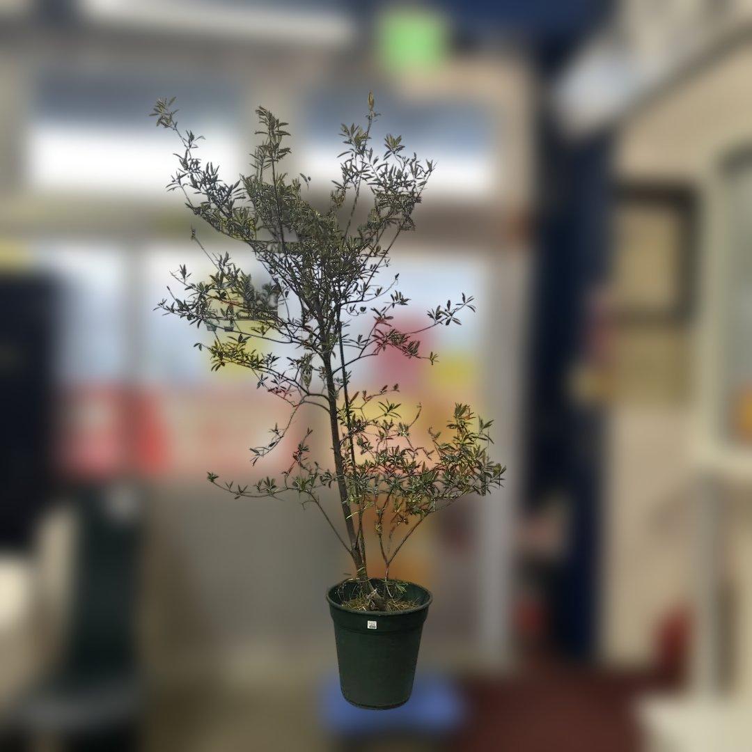 6328【戸塚区引取り、地域限定配送】実付き☆2.65m オリーブアルベキーナ？