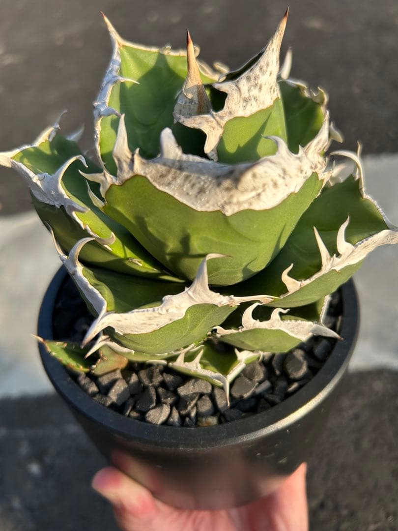 南アフリカダイヤモンド　SAD アガベ　チタノタ　オテロイ