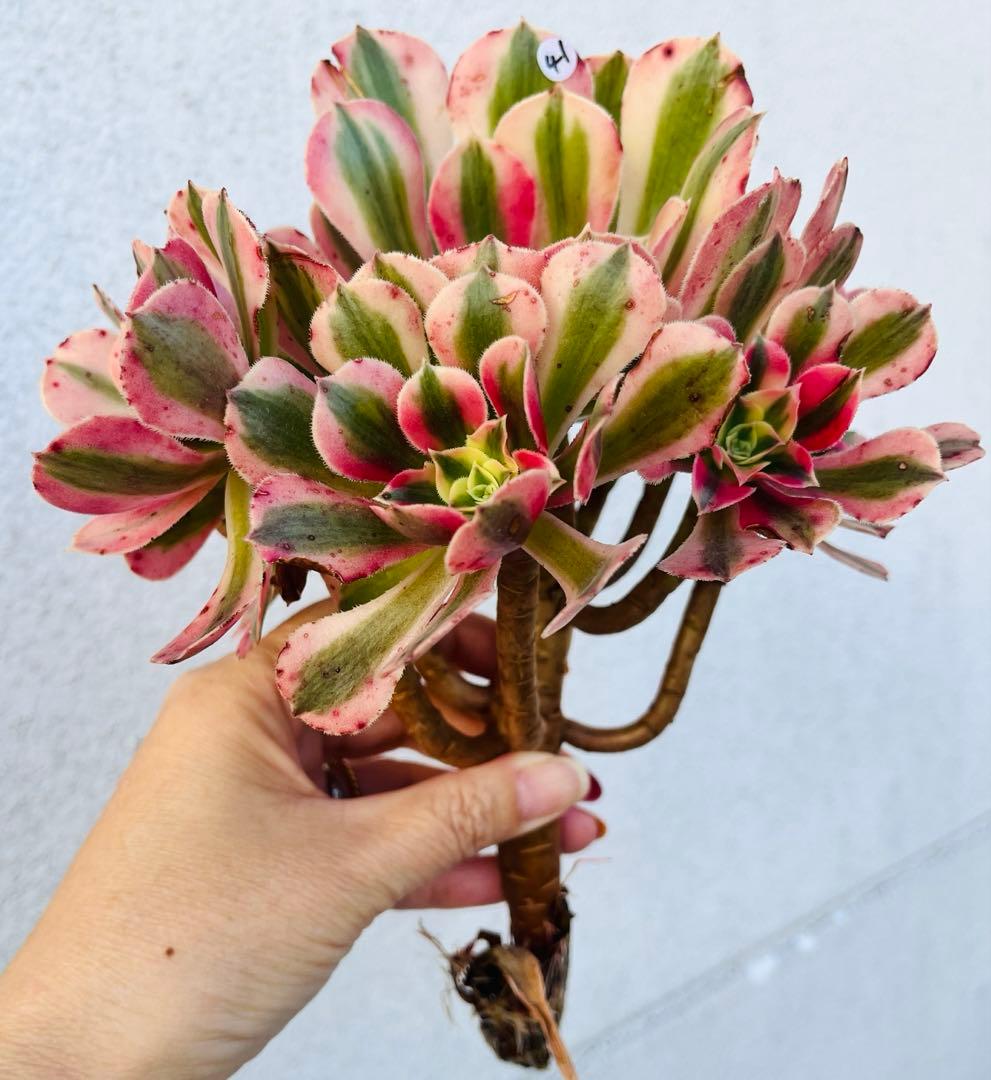 41.【現品　そのまま発送】アエオ「ピンクウィッチ」葉焼け・傷有り　大群生‼️