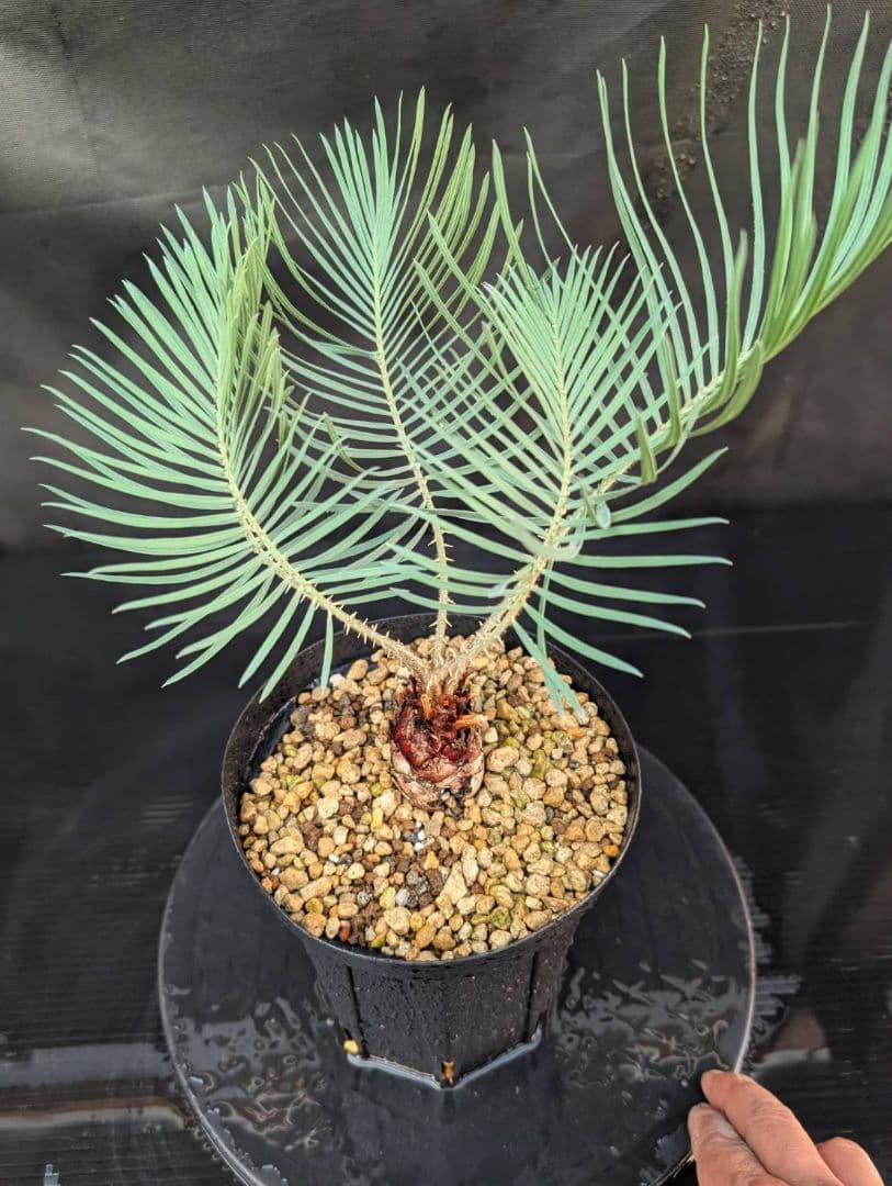 決算創業祭 お買い得 サイカスカイルンシアナ ウネリ葉 貴重 レア